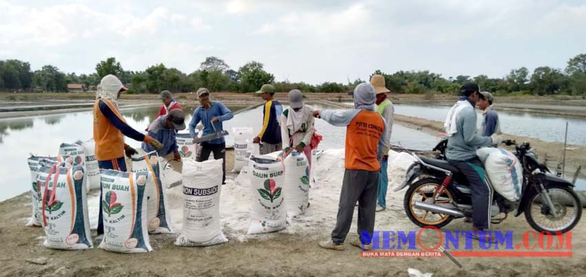 Petani garam saat panen di Desa Aeng Sareh Kecamatan Sampang. (zyn)