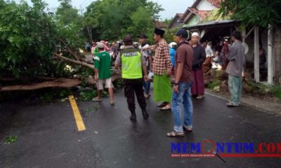 Petugas bersama masyarakat saat mengevakuasi pohon tumbang di Jalan Raya Torjun. (zyn)