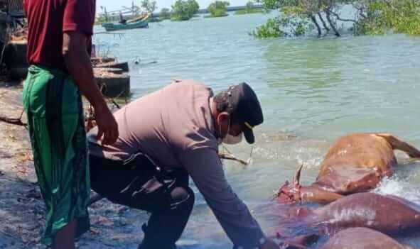 Heboh! Puluhan Sapi Ditemukan Mati Mengambang di Bibir Pantai Camplong Sampang